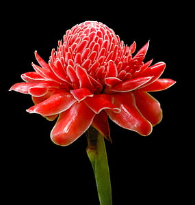 red torch ginger in bloom close up photo