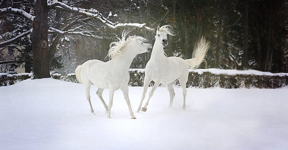two white horse on snow surrounded by trees during daytime