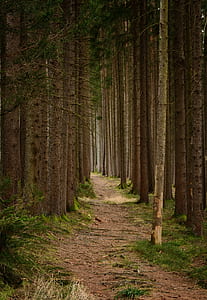 pathway between brown trunk trees
