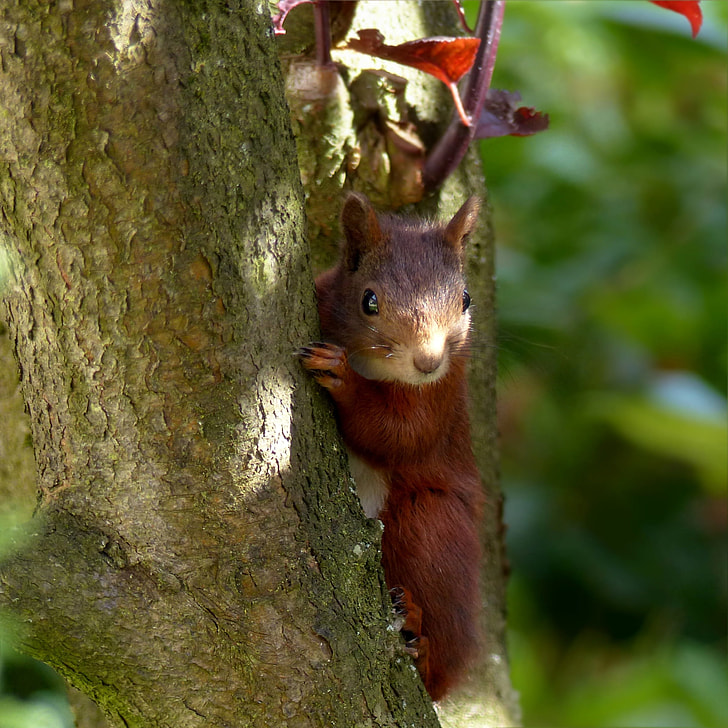 brown squirrel on tree branch