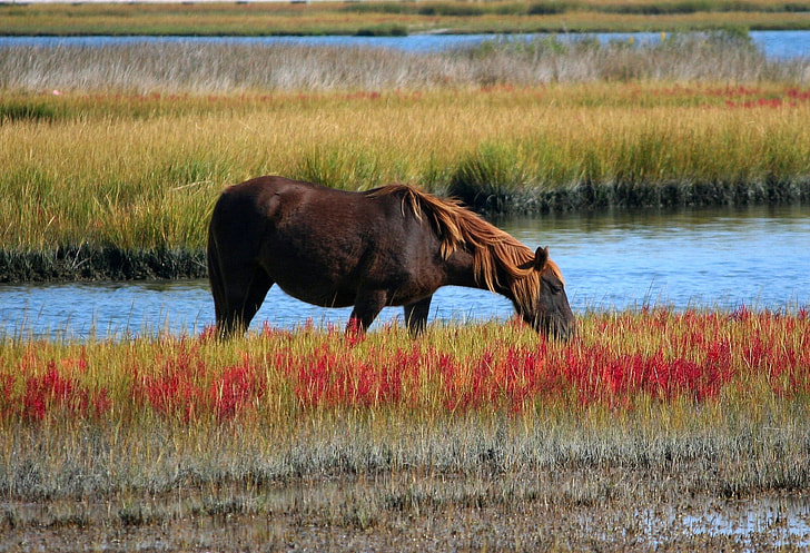 brown horse eating grass beside body of water during daytime