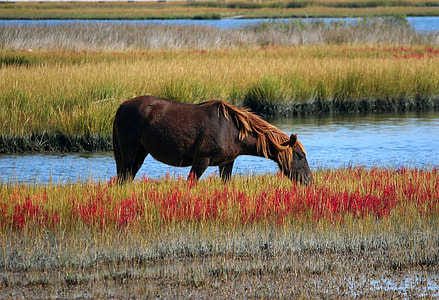 brown horse eating grass beside body of water during daytime