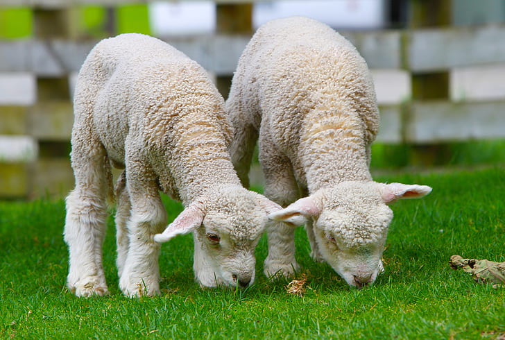 two white sheep eats grass