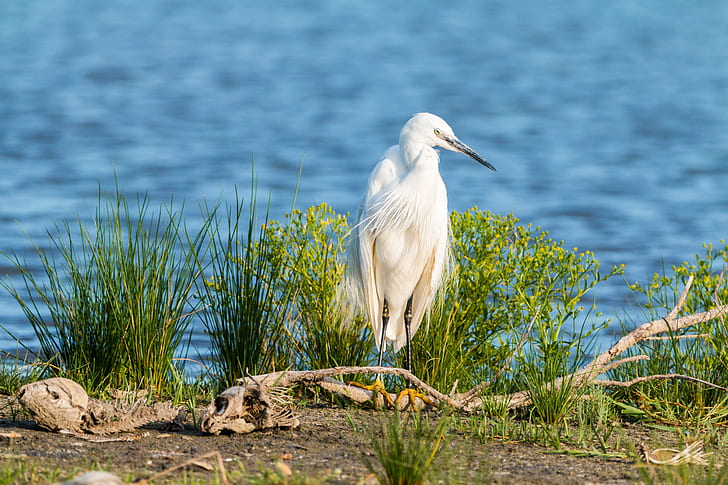 white crane standing on wood branch near at body of water