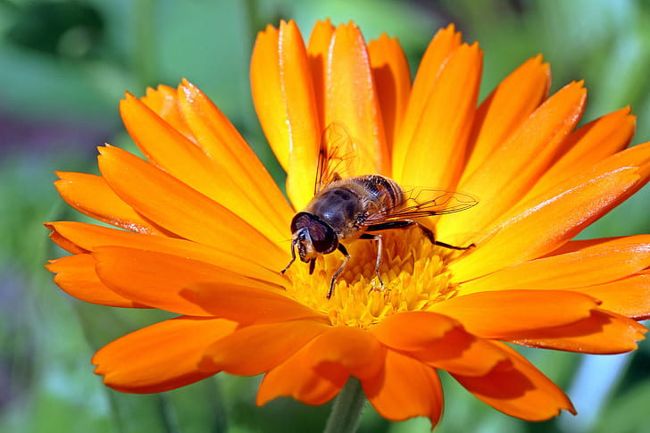 hoverfly perched on orange daisy flower closeup photography