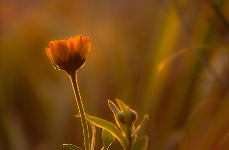orange flower bud close-up photography