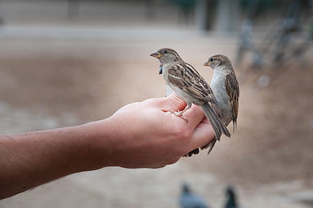 two brown-and-gray birds on person's hand