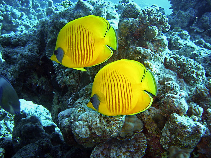 two yellow fishes swimming in body of water