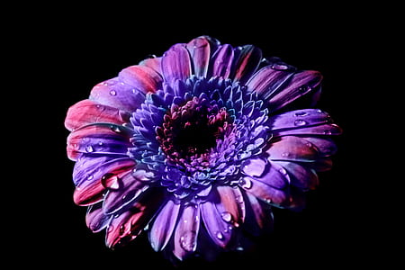 purple and pink gerbera daisy closeup photo