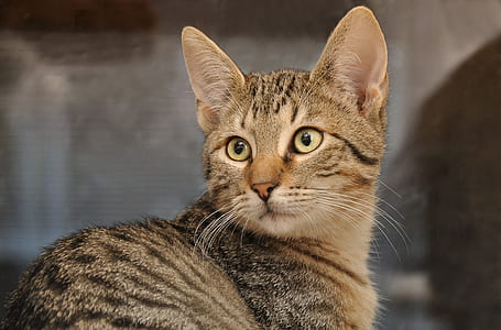 selective focus photography of brown tabby cat