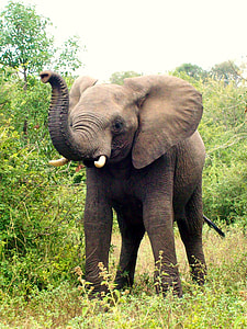 photo of gray elephant in forest during daytime