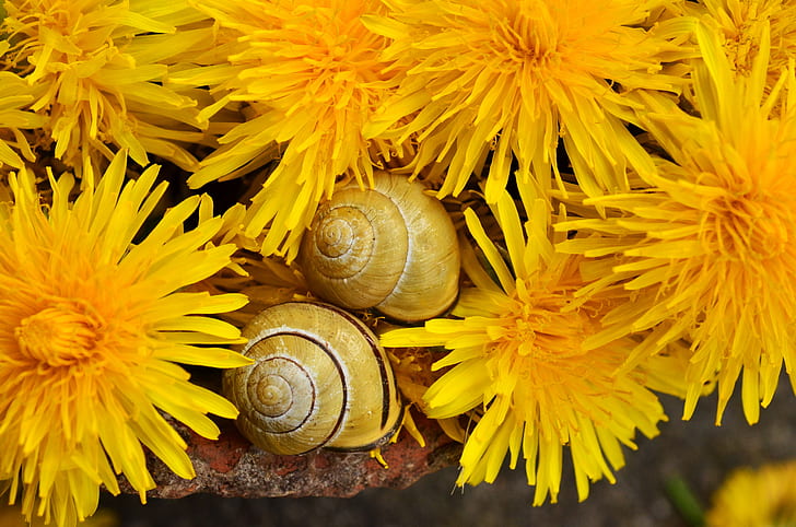 closeup photo of two brown snails near yellow petaled flowers
