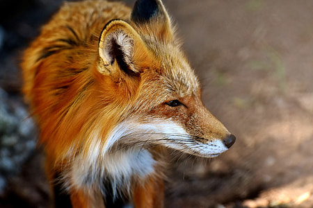 close up photography of red fox