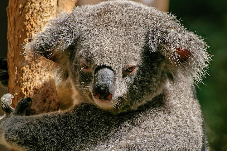 close up photo of grey Koala bear