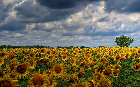 photo of bed of sunflowers