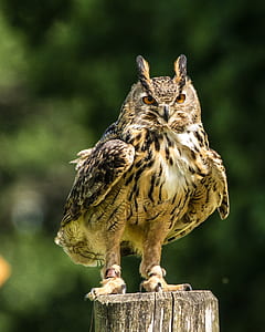 brown eagle-owl