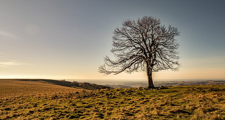 landscape photography of tree