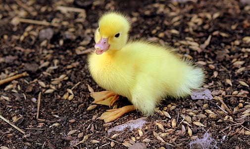 yellow duckling on the groud