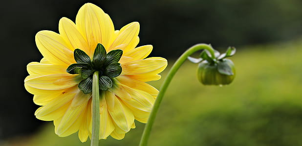 selective focus yellow petaled flower