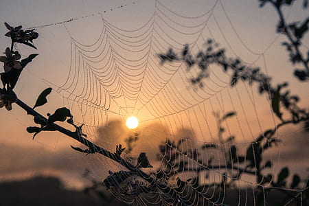 spider web close up photo