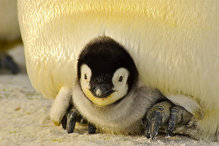 Emperor Penguin chick