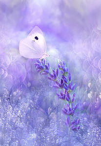 white cabbage butterfly on purple flowers