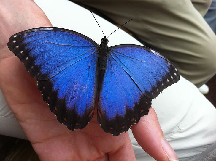 morpho butterfly perched on left human hand at daytime