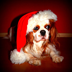 brown and white Cavalier King Charles spaniel with red christmas hat