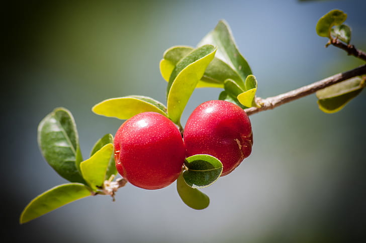 selective focus photography of red fruit
