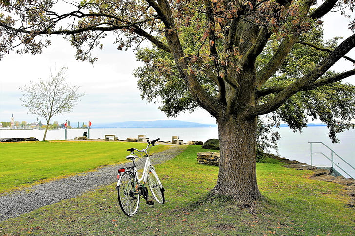 photo of white city bike near green leaf tree