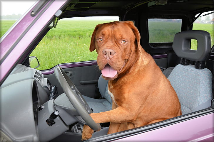 dog on car driver seat