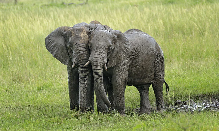 two gray elephants on green grass field