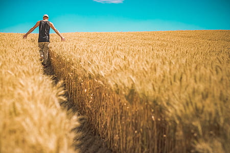 man standing on wheat field