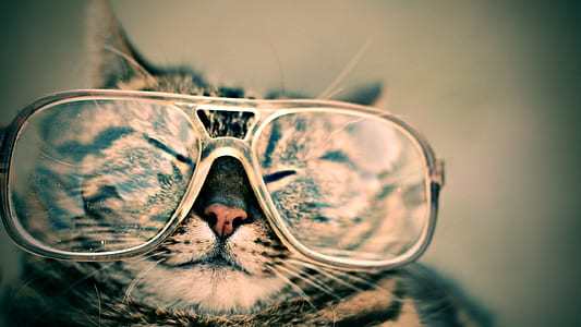 silver tabby cat wearing eyeglasses selected photography