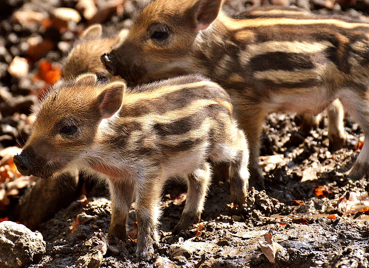 white and brown boars