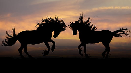 silhouette photography of two horse during sunset
