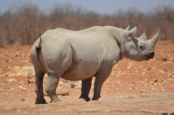 rhinoceros on ground