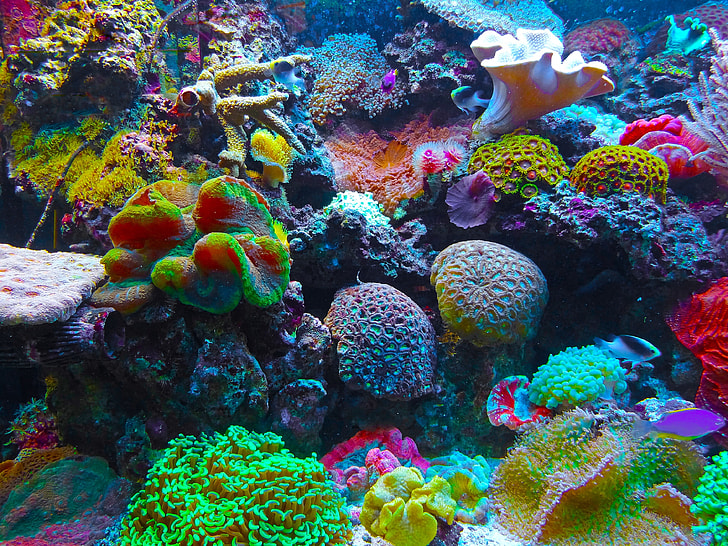 multicolored sea corals