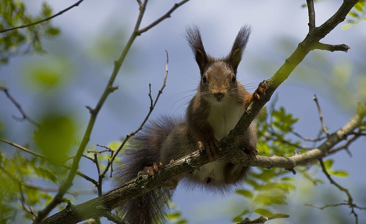 squirrel on branch during day