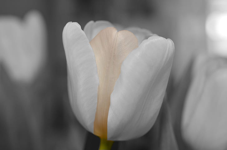 closeup photography of white tulip flower