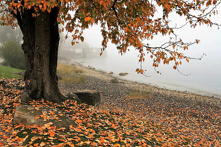 brown tree near body of water with fog
