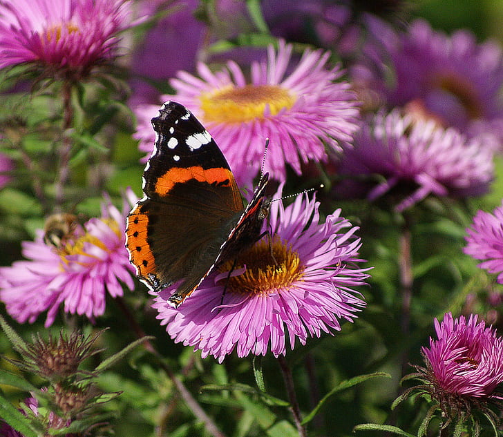 red admiral butterfly perched on purple petaled flower in closeup photography