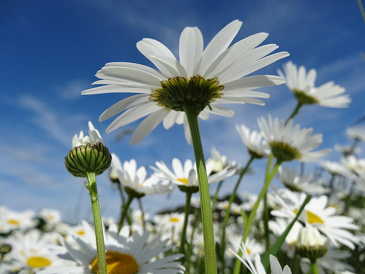 shallow focus photography of white daisy flowers under blue cloudy sky during daytime