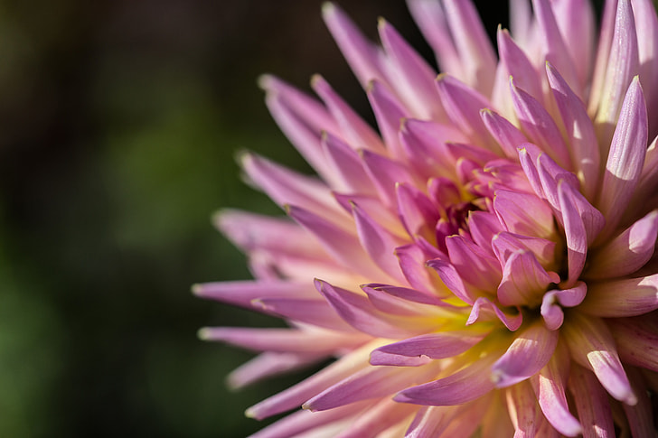 Macro shot of a Chrysanthemum flower