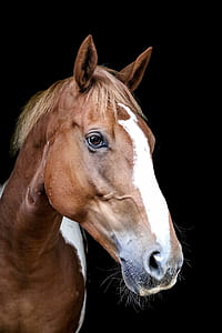 Royalty-Free photo: Shallow focus photography of brown horse | PickPik