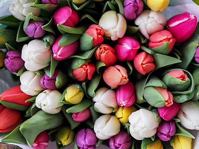 assorted-color tulip flower lot