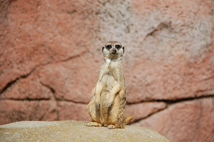 adult meerkat sitting on top of rock closeup photography