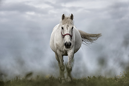 white horse on grass field in tilt shift photography