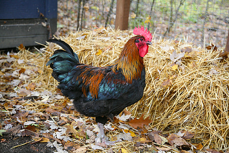 photo of black and brown rooster standing on dried leaves