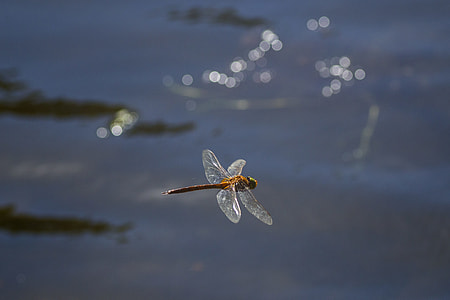 brown dragonfly flying during daytime